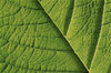 Close-Up of Leaf Poster Print by J. A. Kraulis (17 x 11)