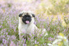 Portrait of Young Chug (Pug and Chihuahua mix) in Common Heather (Calluna vulgaris) in Late Summer, Upper Palatinate, Bavaria, Germany Poster Print by David & Micha Sheldon (20 x 13)