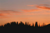 Silhouette of Forest at Dawn Idaho Peak, Selkirk Mountains British Columbia, Canana Poster Print by J. A. Kraulis (17 x 11)