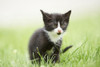 Close-up of Six Week Old Domestic Kitten (Felis silvestris catus) on Meadow in Early Summer, Upper Palatinate, Bavaria, Germany Poster Print by David & Micha Sheldon (18 x 11)