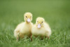 Muscovy Ducklings (Cairina moschata) on Meadow in Spring, Upper Palatinate, Bavaria, Germany Poster Print by David & Micha Sheldon (18 x 11)