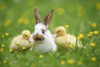 Muscovy Ducklings (Cairina moschata) and Domestic Rabbit on Meadow in Spring, Upper Palatinate, Bavaria, Germany Poster Print by David & Micha Sheldon (18 x 11)