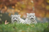 Portrait of Two Young Snow Leopards (Panthera uncia) in Autumn, Germany Poster Print by David & Micha Sheldon (18 x 11)