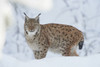 Close-up portrait of a Eurasian lynx (Lynx lynx) on a snowy winter day, Bavarian Forest, Bavaria, Germany Poster Print by David & Micha Sheldon (18 x 11)