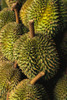 Durian Fruits, Binh Tay Market, Ho Chi Minh City, Vietnam Poster Print by Brian Sytnyk (11 x 17)