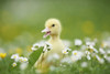 Muscovy Duckling (Cairina moschata) on Meadow in Spring, Upper Palatinate, Bavaria, Germany Poster Print by David & Micha Sheldon (18 x 11)