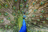 Peafowl Displaying It's Plumage; South Shields, Tyne And Wear, England Poster Print by John Short (19 x 12)