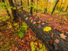 Autumn has set in while in Algonquin Provincial Park. the trees and leaves create an artist palette of colour that is beautiful; Whitney, Ontario, Canada Poster Print by Robert Postma (18 x 13)