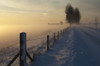 Country Road in Winter, Wolphaartsdijk, Zeeland, Netherlands Poster Print by Ben Seelt (17 x 11)