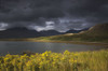 Dark storm clouds hang over the landscape with yellow wildflowers growing at the water's edge; Highlands scotland Poster Print by John Short (19 x 12)