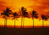 Palm Trees at Sunset, Nanakuli Beach Park, Oaho, Hawaii, USA Poster Print by Brian Sytnyk (17 x 12)