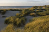 Beach, Zeeland, Netherlands Poster Print by Ben Seelt (17 x 11)