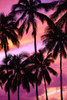 Silhouette of Palm Trees North Shore, Oahu, Hawaii Poster Print by Brian Sytnyk (11 x 17)