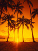 Palm Trees at Sunset, North Shore, Oahu, Hawaii, USA Poster Print by Brian Sytnyk (12 x 16)