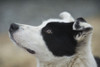 Icelandic Sheep Herding Dog; Iceland Poster Print by Robert Postma (19 x 12)