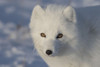 Arctic Fox (Vulpes Lagopus)In The Sunshine; Churchill, Manitoba, Canada Poster Print by Robert Postma (19 x 12)