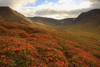 Unnamed Valley Along The Road To Thingeyri, Iceland Poster Print by Robert Postma (17 x 11)
