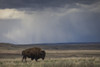 Bison (bison bison) walking in the prairies, Grasslands National Park; Saskatchewan, Canada Poster Print by Robert Postma (19 x 12)