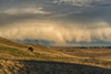 Bison (bison bison) grazing at sunset, Grasslands National Park; Saskatchewan, Canada Poster Print by Robert Postma (19 x 12)