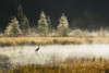 Great Blue Heron (Ardea Herodias) Fishing In Costello Creek At Sunrise While Mist Rises Off The Water, Algonquin Park; Ontario, Canada Poster Print by Robert Postma (19 x 12)