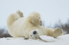 Polar bear (Ursus maritimus) upside down playing in the snow; Churchill, Manitoba, Canada Poster Print by Robert Postma (19 x 12)