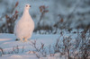 Willow ptarmigan (Lagopus lagopus) in the snow; Churchill, Manitoba, Canada Poster Print by Robert Postma (19 x 12)