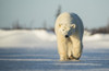Polar bear (Ursus maritimus) walking on the ice; Churchill, Manitoba, Canada Poster Print by Robert Postma (19 x 12)