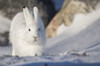 Arctic hare (Lepus arcticus) in the snow; Churchill, Manitoba, Canada Poster Print by Robert Postma (19 x 12)
