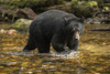 Black bear (Ursus americanus) fishing in the Great Bear Rainforest; Hartley Bay, British Columbia, Canada Poster Print by Robert Postma (19 x 12)