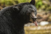 Close-up of a Black Bear (Ursus americanus) with it's tongue sticking out, Great Bear Rainforest; Hartley Bay, British Columbia, Canada Poster Print by Robert Postma (19 x 12)