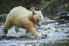 Kermode Bear (Ursus americanus kermodei), also known as the Spirit Bear, fishing in the Great Bear Rainforest; Hartley Bay, British Columbia, Canada Poster Print by Robert Postma (19 x 12)