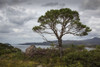 A Tree Stands Along The Coast Under A Cloudy Sky; Applecross Peninsula Scotland Poster Print by John Short (19 x 12)