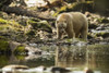 Spirit Bear, or Kermode Bear, (Ursus americanus kermodei) walking along the water's edge in the Great Bear Rainforest; Hartley Bay, British Columbia, Canada Poster Print by Robert Postma (19 x 12) Spirit Bear, or Kermode Bear, (Ursus americanus kermodei) walking along the water's edge in the Great Bear Rainforest; Hartley Bay, British Columbia, Canada Poster Print by Robert Postma (19 x 12)