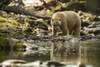 Spirit Bear, or Kermode Bear, (Ursus americanus kermodei) walking along the water's edge in the Great Bear Rainforest; Hartley Bay, British Columbia, Canada Poster Print by Robert Postma (19 x 12)