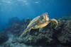 A Green sea turtle (Chelonia mydas), an endangered species, glides past an underwater lava ridge off Maui, Hawaii, USA; Hawaii, United States of America Poster Print by Dave Fleetham (20 x 13) A Green sea turtle (Chelonia mydas), an endangered species, glides past an underwater lava ridge off Maui, Hawaii, USA; Hawaii, United States of America Poster Print by Dave Fleetham (20 x 13)