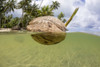 A sprouting coconut floats in the ocean off the island of Yap, Micronesia; Yap, Federated States of Micronesia Poster Print by Dave Fleetham (20 x 13)