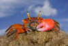Close-up of a Fiddler Crab (Uca sp.) on a rock on the island of Yap, Micronesia; Yap, Federated States of Micronesia Poster Print by Dave Fleetham (20 x 13)