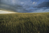 Storm clouds move over Dakota grasslands in Theodore Roosevelt National Park, USA; North Dakota, United States of America Poster Print by Michael Melford (17 x 11)