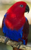 Female Eclectus Parrot (Eclectus roratus) perches on a tree branch; Queensland, Australia Poster Print by Michael Melford (11 x 18)