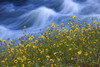 Wildflowers grow along the rushing waters of the Merced River in Yosemite National Park, California, USA; California, United States of America Poster Print by Michael Melford (17 x 11)