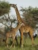 Giraffe and baby (Giraffa camelopardalis) in Serengeti National Park, Tanzania; Tanzania Poster Print by Michael Melford (13 x 17)