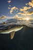 Dorsal fin of a Blacktip reef shark (Carcharhinus melanopterus) breaks the surface off the island of Yap, Micronesia; Yap, Federated States of Micronesia Poster Print by Dave Fleetham (13 x 20)