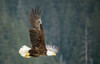 Bald eagle (Haliaeetus leucocephalus) in flight with a forest in the background, near Petersburg, Inside Passage, Alaska, USA; Alaska, United States of America Poster Print by Michael Melford (17 x 11)