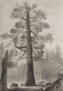 The Grizzly Giant, a giant sequoia tree, Mariposa Grove, Yosemite National Park, California, Unites States of America.  From The London Illustrated News, published 1881. Poster Print by Ken Welsh (13 x 19)