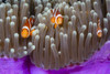 As you move East, the Western clown anemonefish (Amphiprion ocellaris), pictured here, is replaced with the Eastern clown anemonefish (Amphiprion percula); Philippines Poster Print by Dave Fleetham (20 x 13)