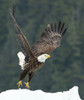 Bald eagle (Haliaeetus leucocephalus) takes flight from a snowy mound near Petersburg, Inside Passage, Alaska, USA; Alaska, United States of America Poster Print by Michael Melford (14 x 17)