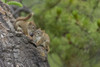 Young squirrels playing on a tree in the Yukon; Whitehorse, Yukon, Canada Poster Print by Robert Postma (19 x 12)