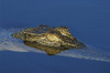 Crocodile head and eye on the water's surface in Kakadu National Park; Northern Territory, Australia Poster Print by Randy Olson (18 x 11)