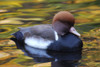 Red-crested pochard duck, Netta rufina, in pond with autumn colors.; New York. Poster Print by Darlyne Murawski (17 x 11)