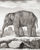 Female elephant.  After a late 18th century print from Barent de Bakker from a drawing by De Seve. Poster Print by Ken Welsh (13 x 17)